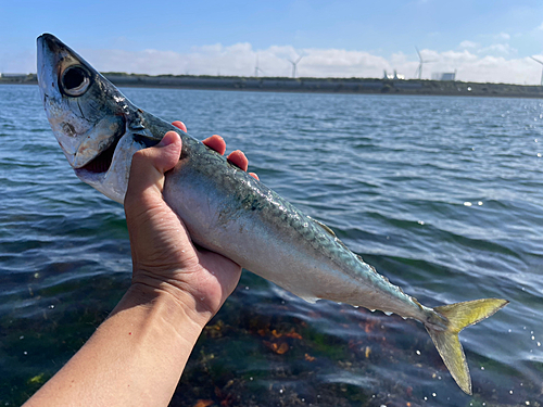 サバの釣果