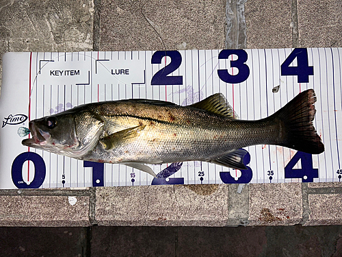 シーバスの釣果