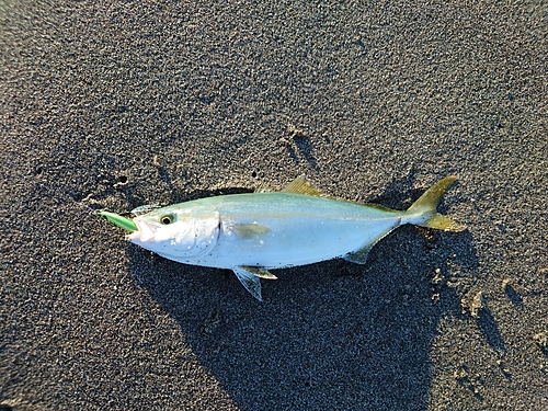 ワカシの釣果