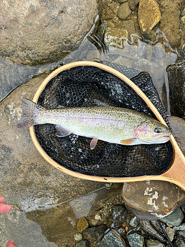 ニジマスの釣果