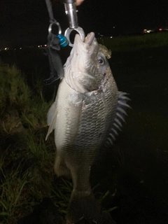 キビレの釣果