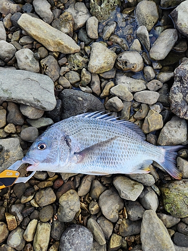 キビレの釣果