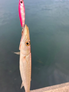 カマスの釣果