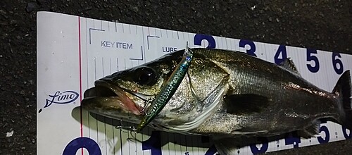 シーバスの釣果