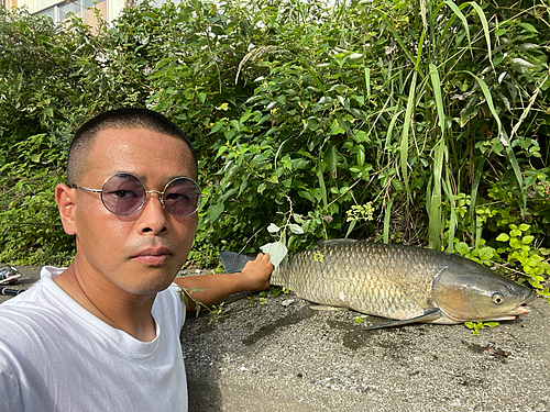 ソウギョの釣果