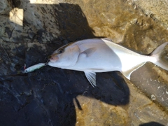 ショゴの釣果