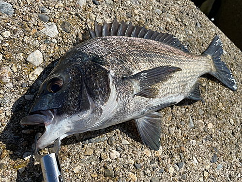 クロダイの釣果