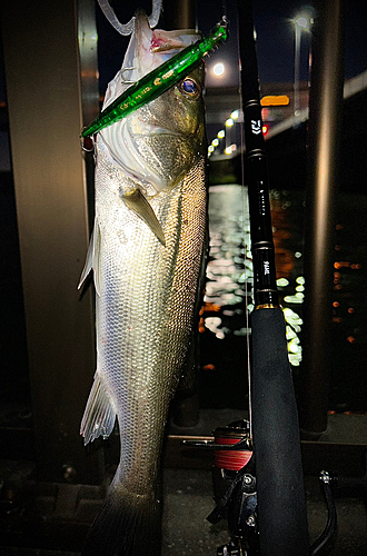 シーバスの釣果