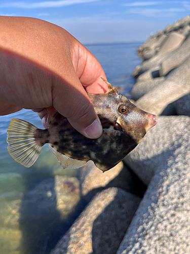 カワハギの釣果