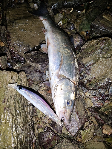 ウグイの釣果