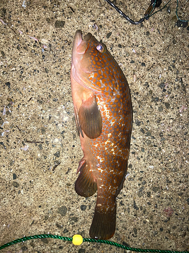 アコウの釣果