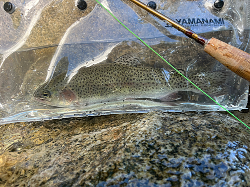 ニジマスの釣果