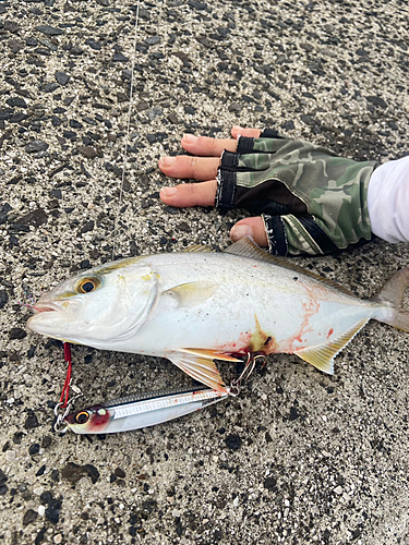 ネリゴの釣果