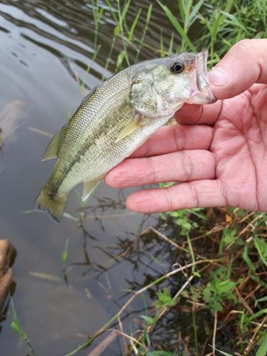 釣果