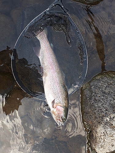 ニジマスの釣果