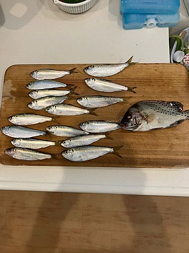 サッパの釣果