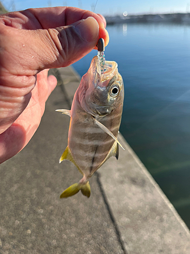 メッキの釣果