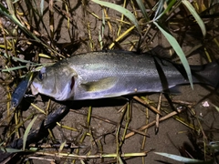 セイゴ（マルスズキ）の釣果