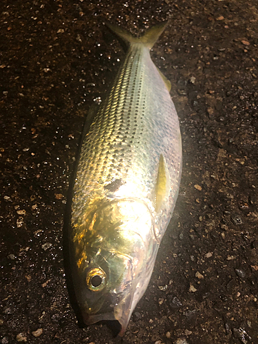 コノシロの釣果