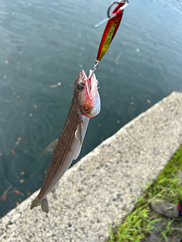 エソの釣果