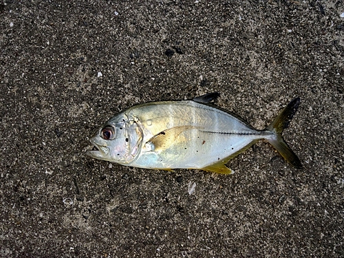 メッキの釣果