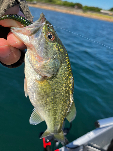 ラージマウスバスの釣果