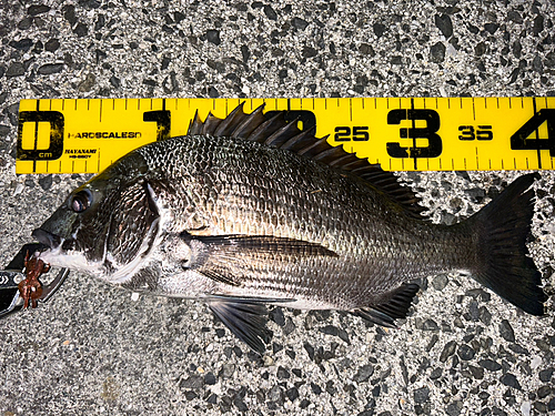 クロダイの釣果