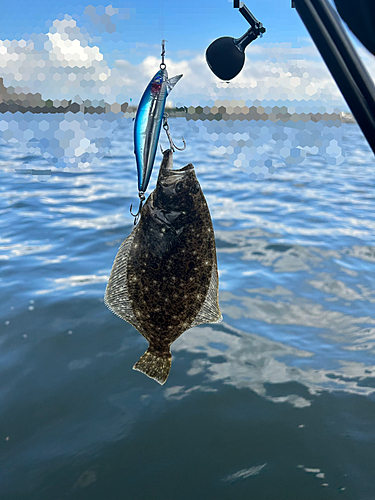 ソゲの釣果