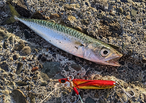 サバの釣果