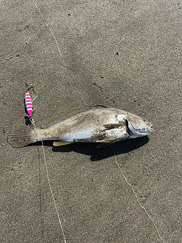 イシモチの釣果