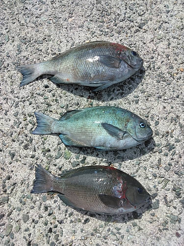 クチブトグレの釣果