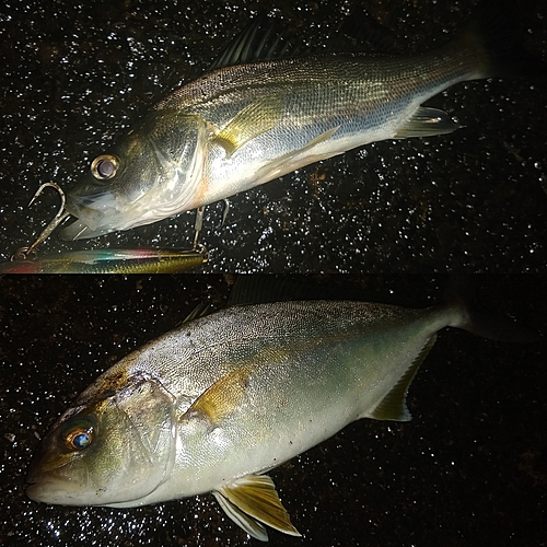 ショゴの釣果