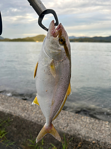 シオの釣果