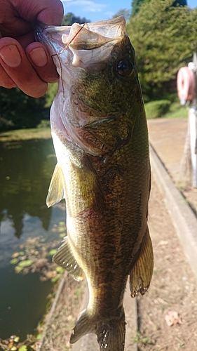 ラージマウスバスの釣果