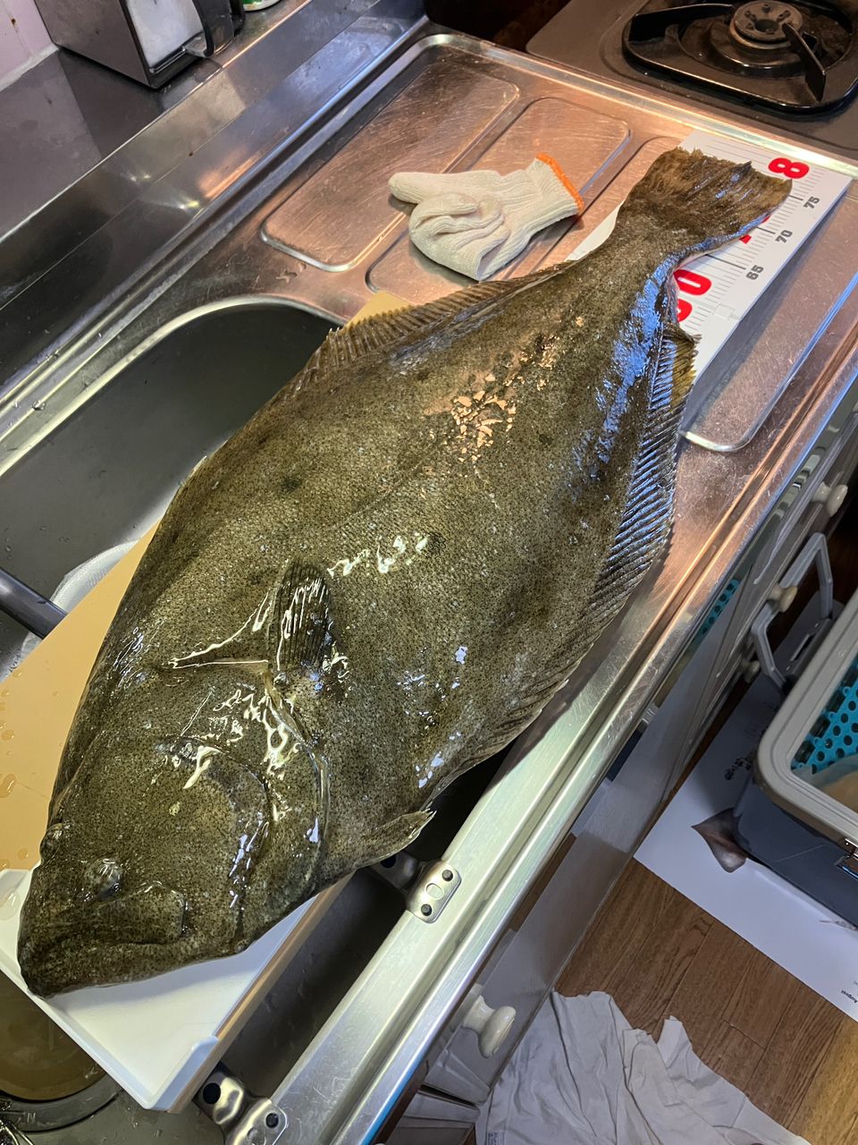 釣KATSUさんの釣果 2枚目の画像