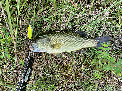 ブラックバスの釣果