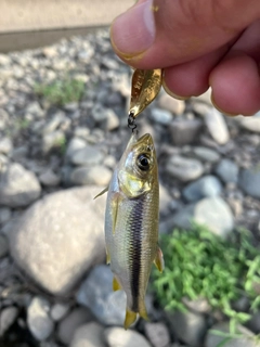 カワムツの釣果