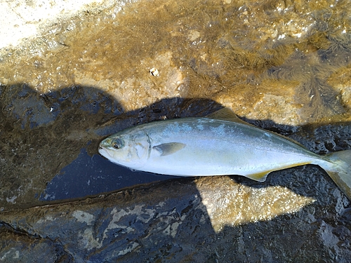 ワカシの釣果