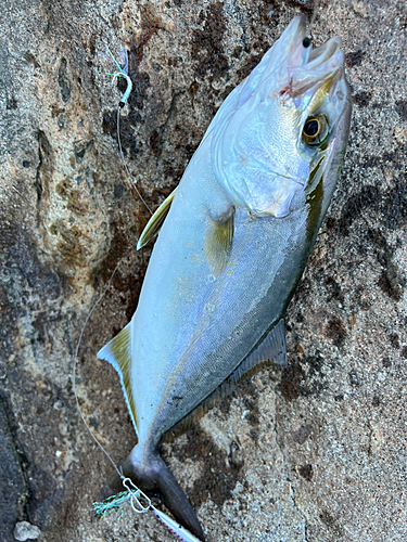 ネリゴの釣果