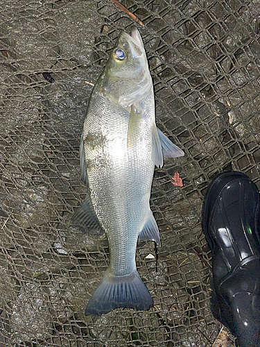 フッコ（ヒラスズキ）の釣果