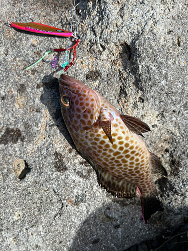 オオモンハタの釣果