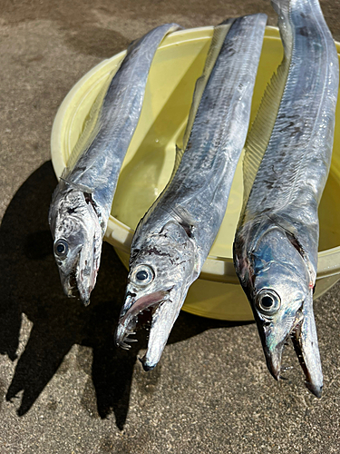 タチウオの釣果