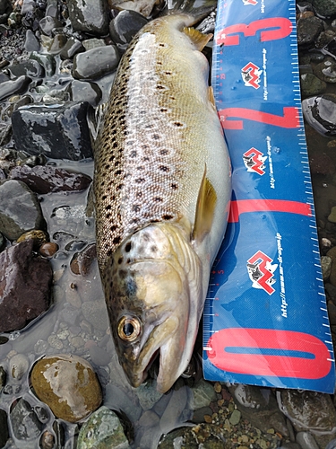 ブラウントラウトの釣果