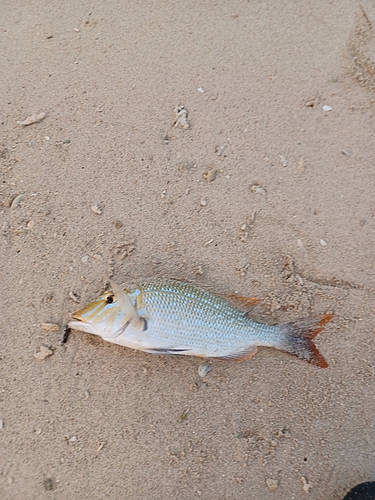 ハマフエフキの釣果