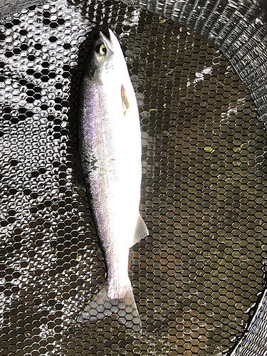 ヒメマスの釣果