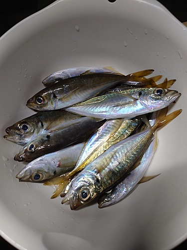 アジの釣果