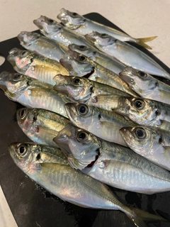 アジの釣果