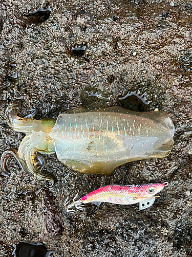 アオリイカの釣果