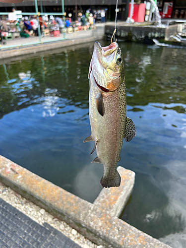 ニジマスの釣果