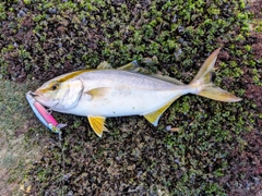 ショゴの釣果